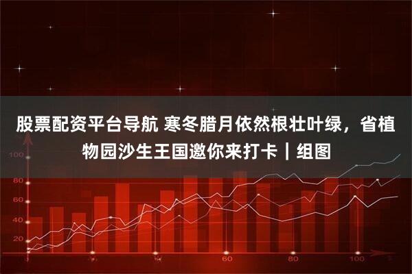 股票配资平台导航 寒冬腊月依然根壮叶绿，省植物园沙生王国邀你来打卡｜组图