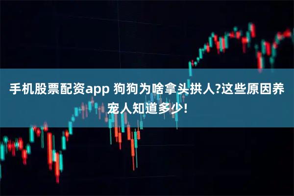 手机股票配资app 狗狗为啥拿头拱人?这些原因养宠人知道多少!
