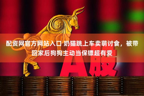 配资网官方网站入口 奶猫跳上车卖萌讨食，被带回家后狗狗主动当保镖超有爱