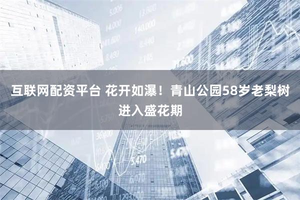 互联网配资平台 花开如瀑！青山公园58岁老梨树进入盛花期
